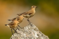 Belorit plavy - Oenanthe isabellina - Isabelline Wheatear 7492